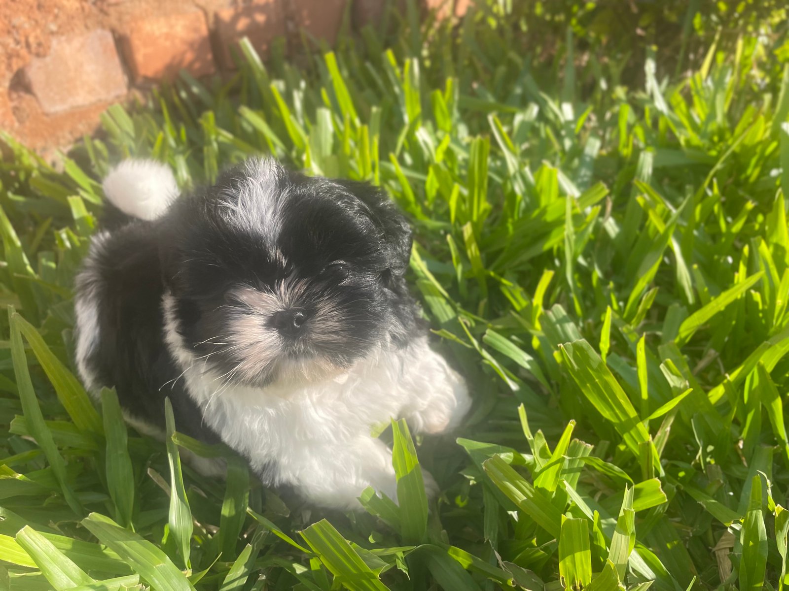 Filhote Shih tzu  - Foto 1