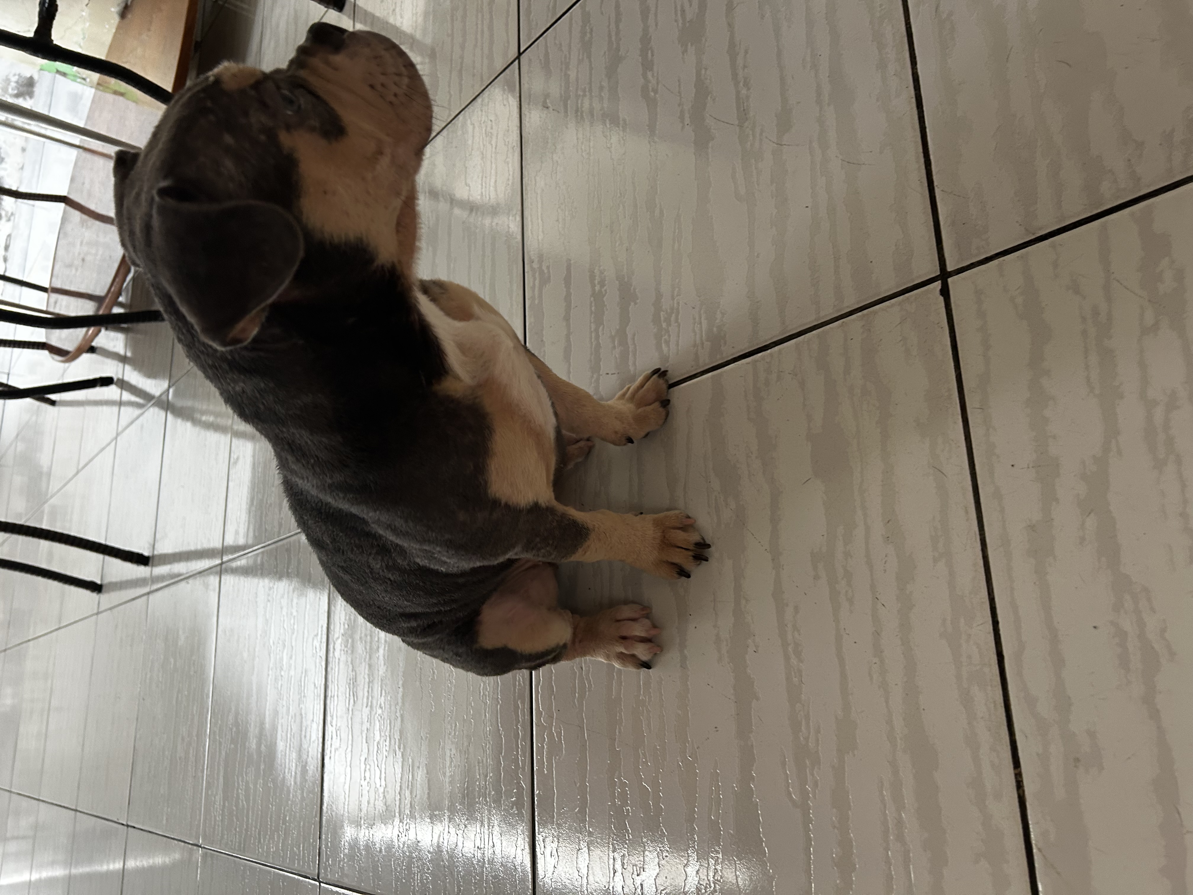 American Bully - Foto 3
