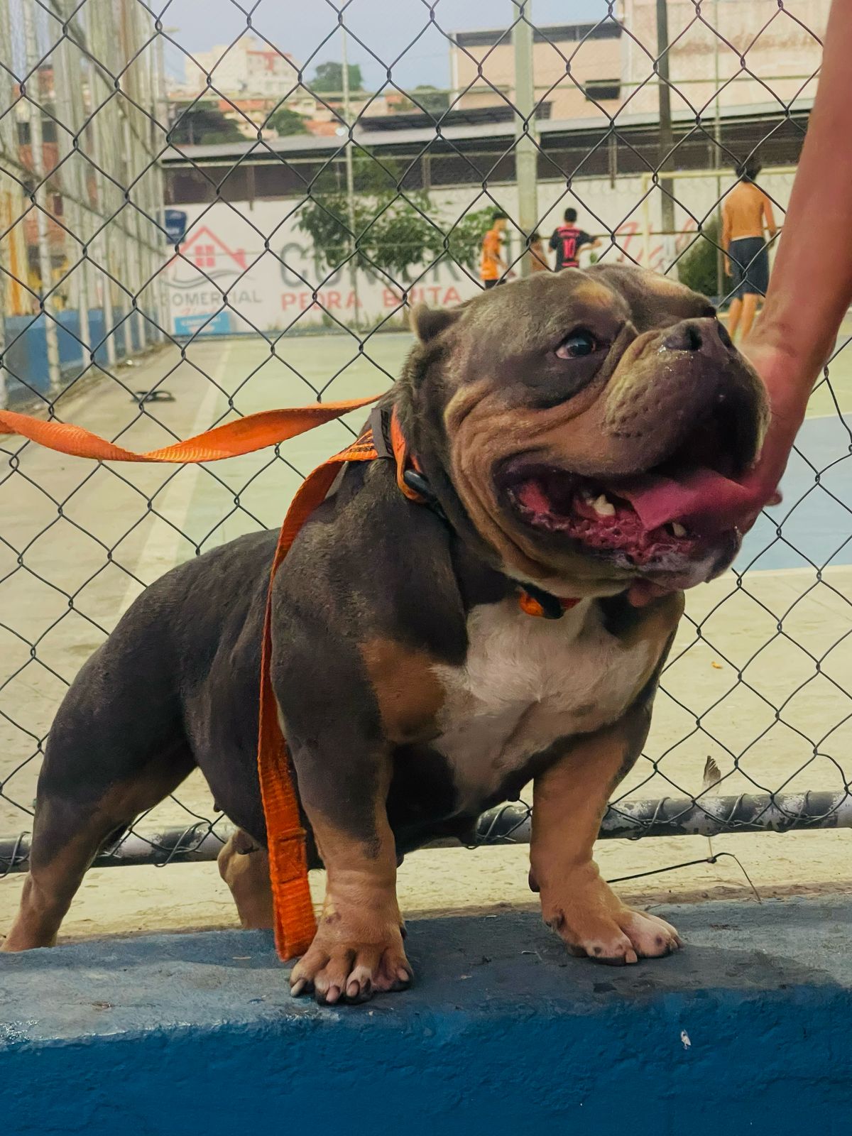American bully fêmea ,micro com pedigree - Foto 1