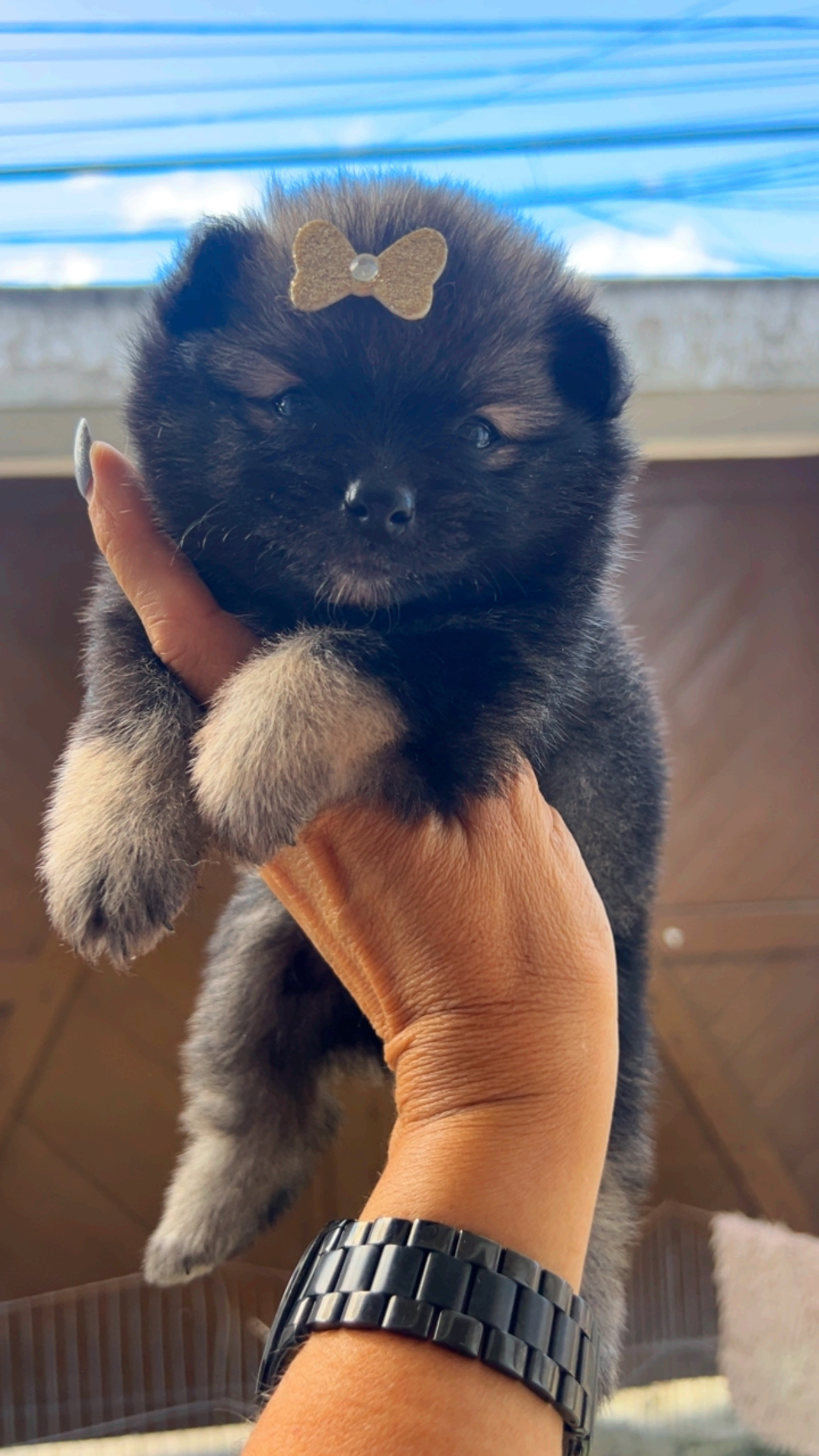 Spitz alemão  - Foto 1