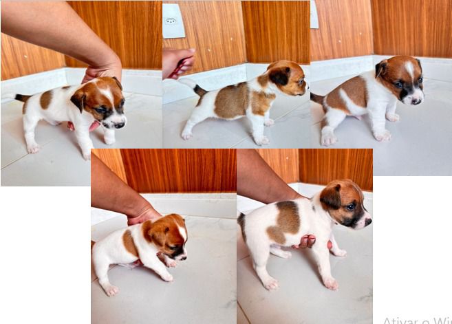 vendo filhotes de Jack Russel Terrier (cachorro do mascara) - Foto 4