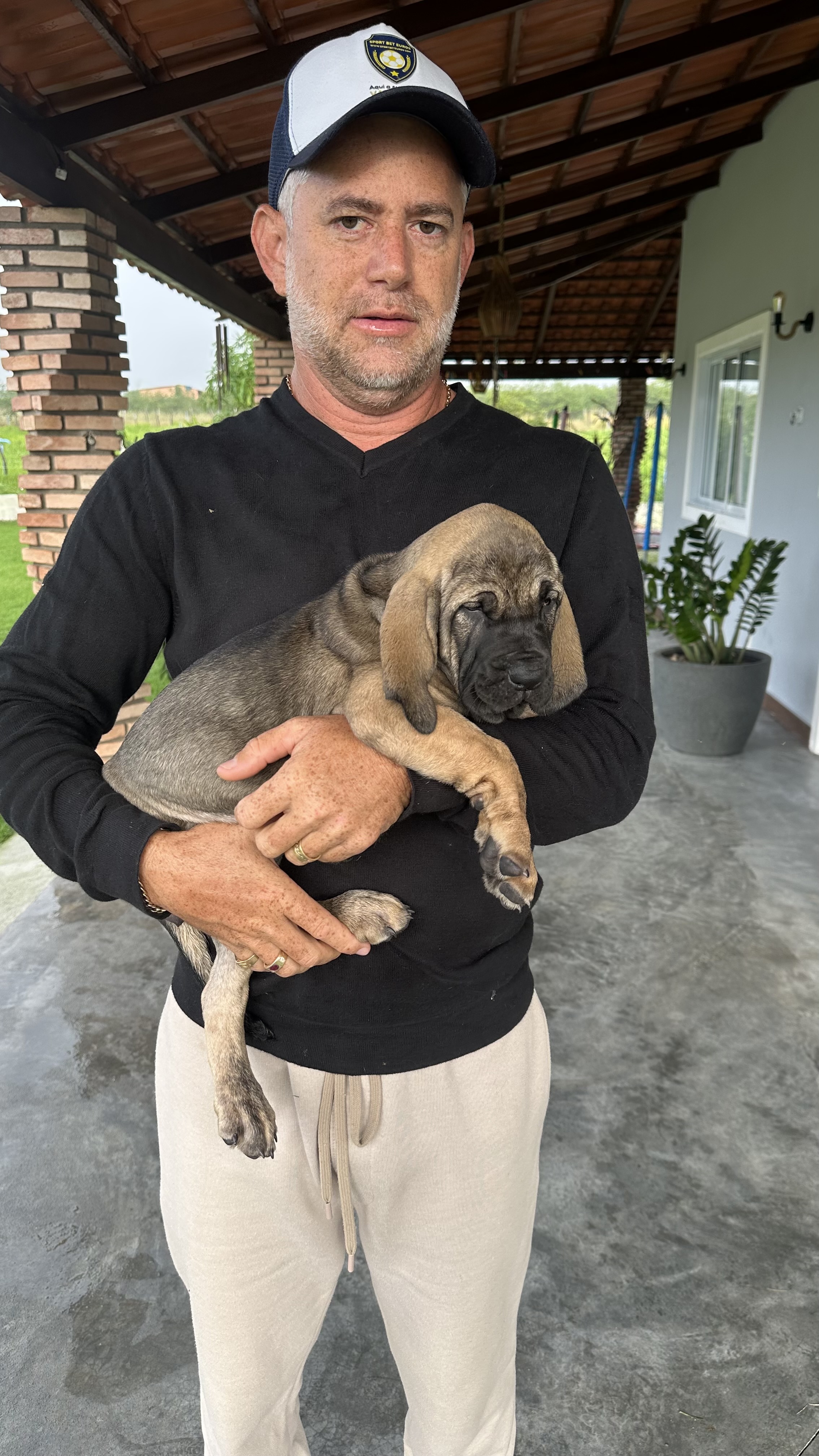 FILHOTES DE FILA BRASILEIRO PURO SANGUE – DISPONÍVEL!!!   - Foto 5