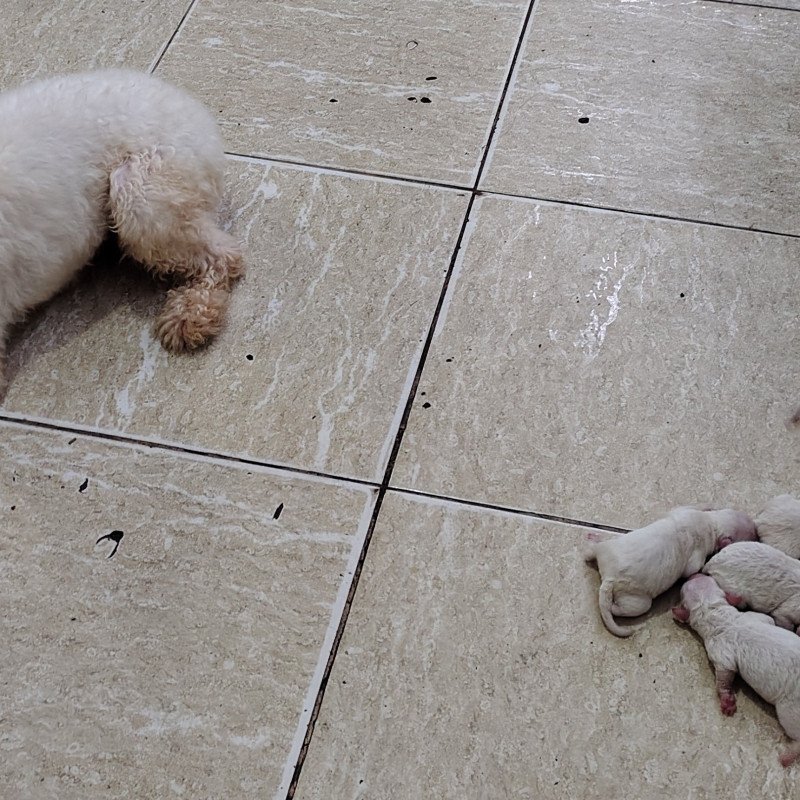 Lindos filhotes de poodle machos venham reserva o seu - Foto 2
