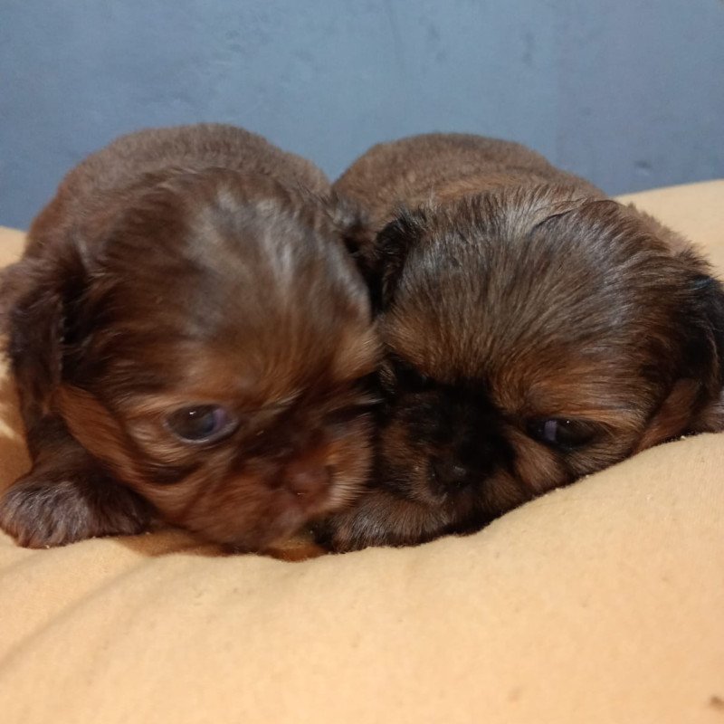 Filhotes de shih Tzu - Foto 4