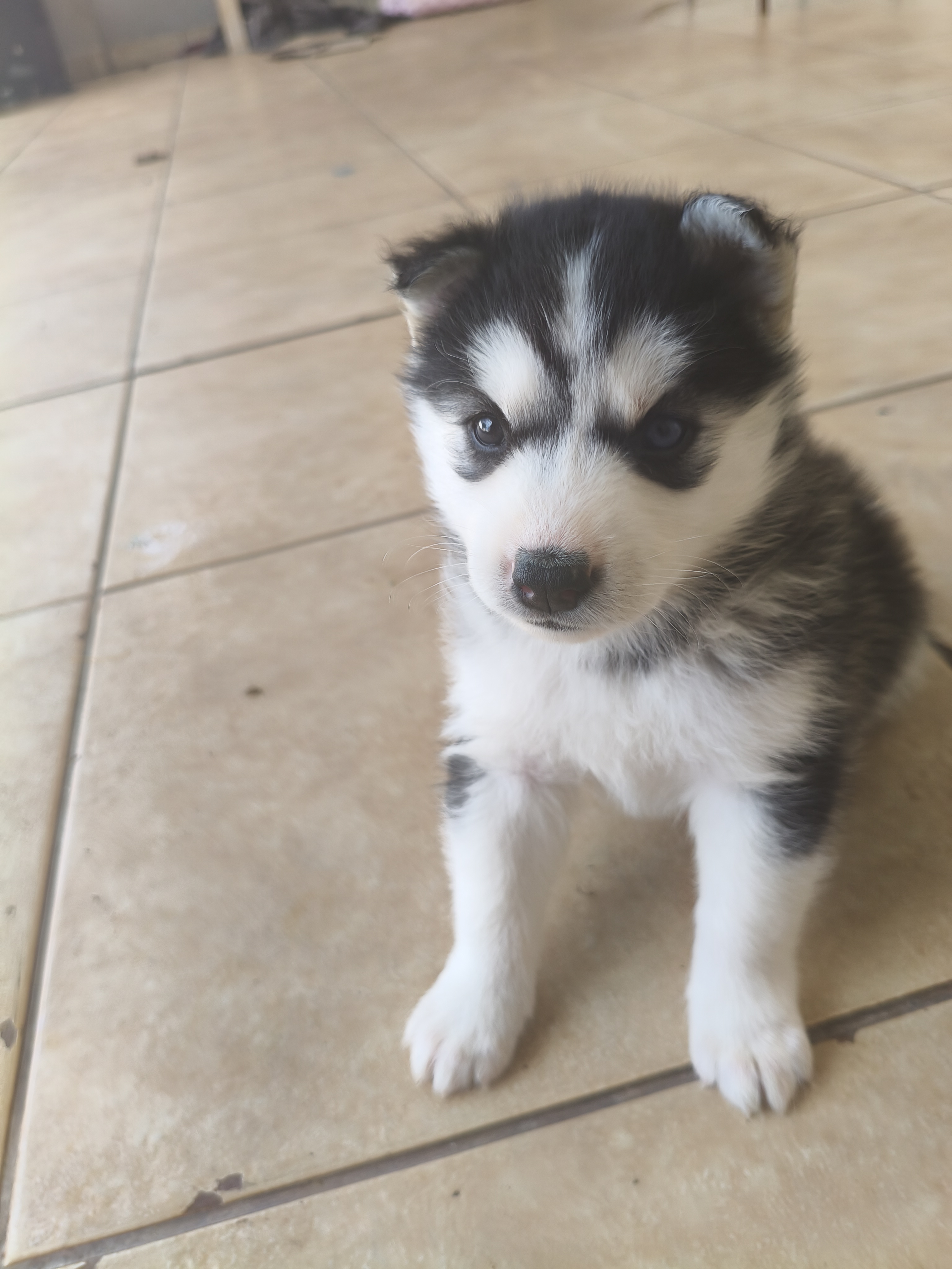 Filhotes de husky siberiano disponíveis - Foto 2