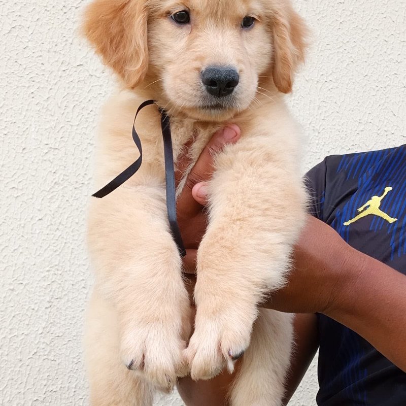 Filhote Golden Retriever Linhagem EUA - Foto 2