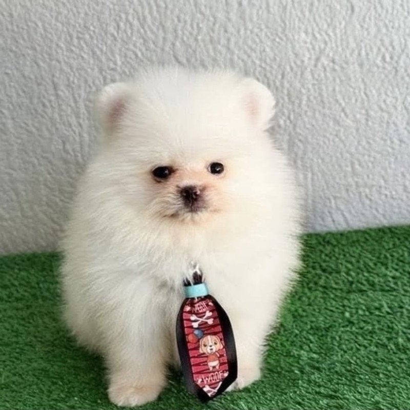 Lulu da pomerania - Foto 1