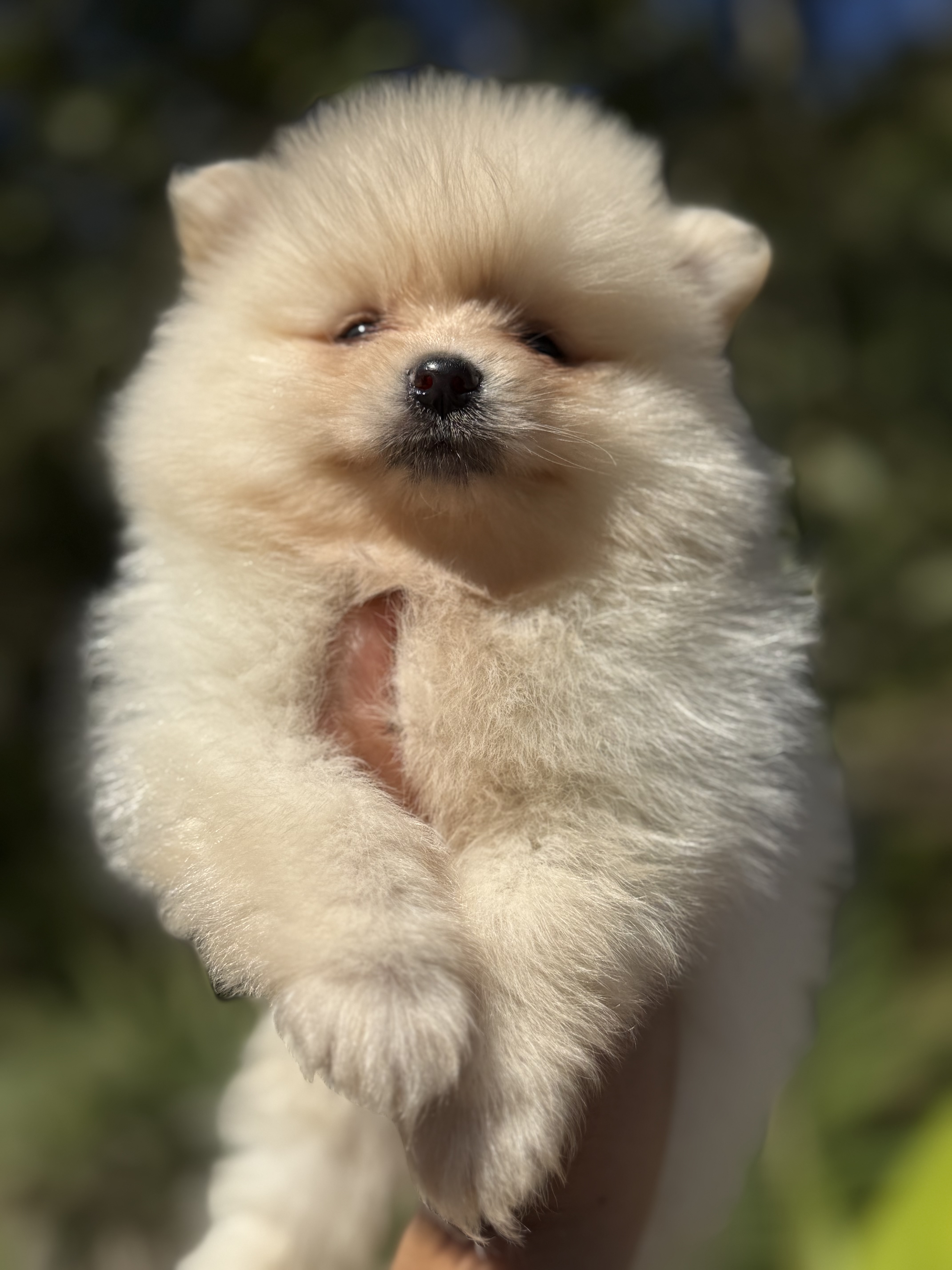 Spitz Alemão - Foto 1