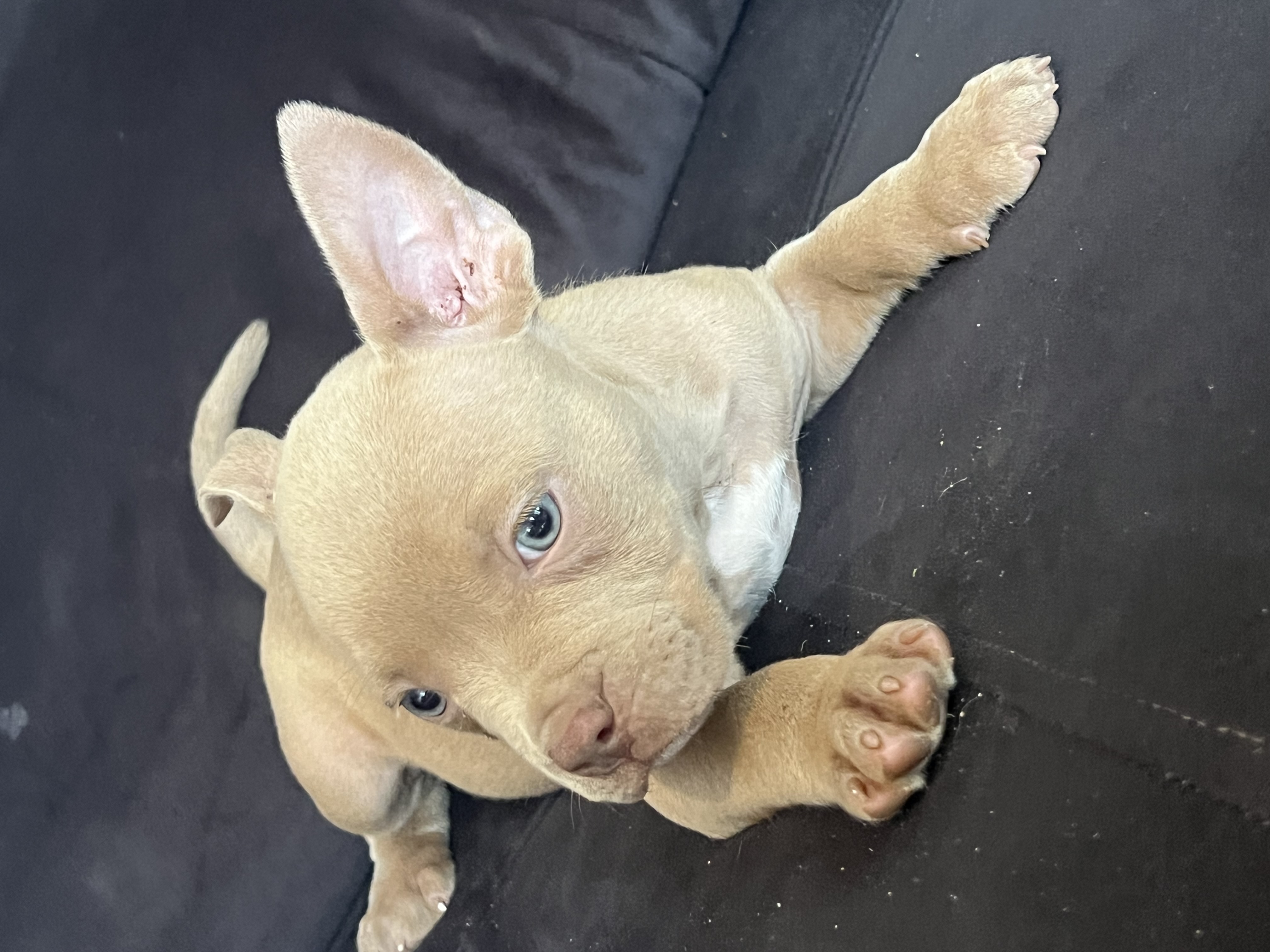 American Bully - Foto 2