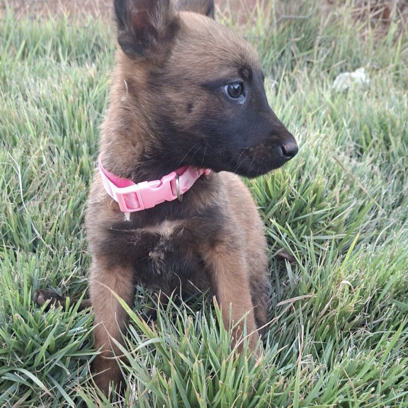 Filhotes Pastor Belga Malinois - Foto 2