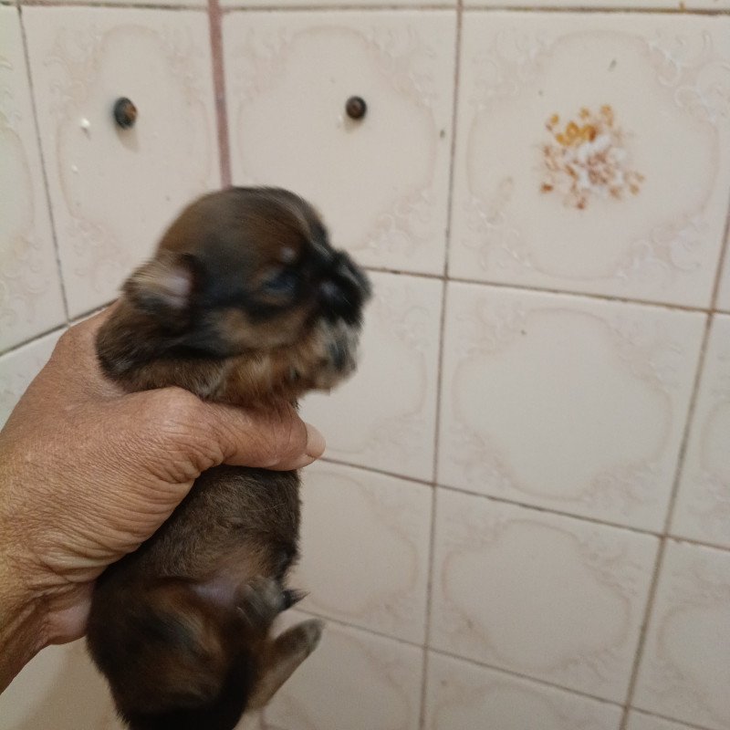 lindos filhotes de shitzu - Foto 1