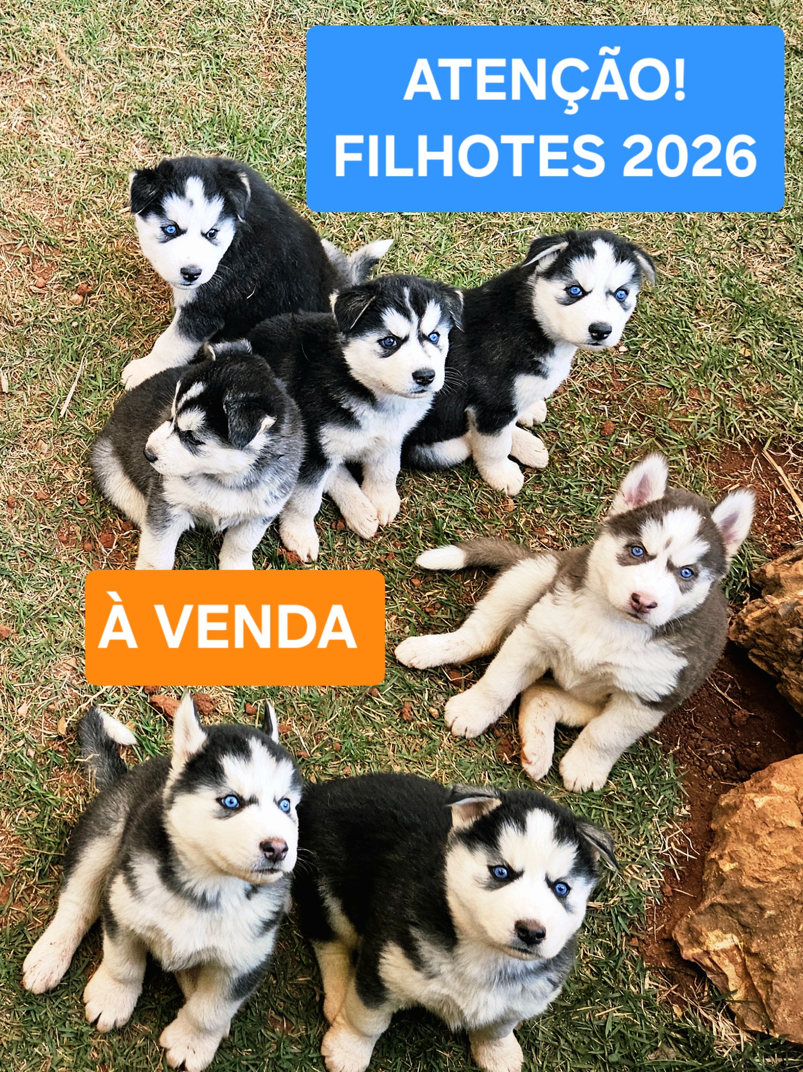 FILHOTES DE HUSKY SIBERIANO com Pedigree em PROMOÇÃO!!! MACHOS à pronta entrega!!!* - Foto 4