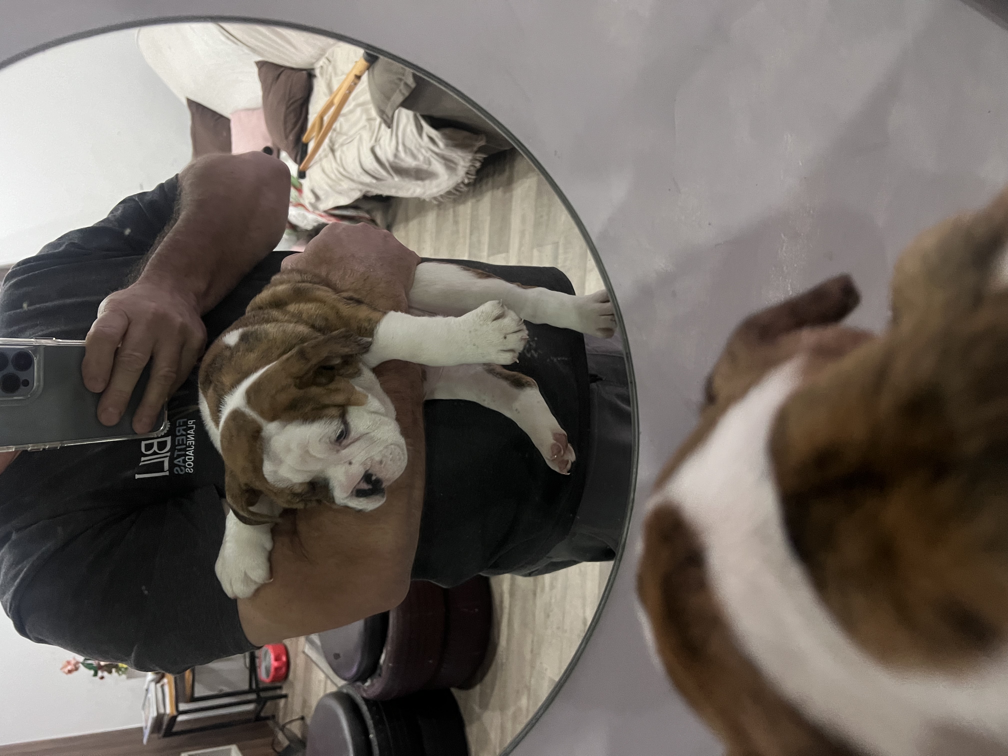 Filhote de bulldog inglês  - Foto 1