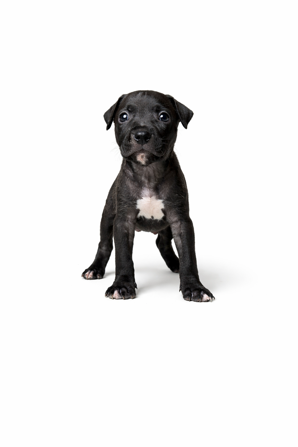 American Bully - Foto 3