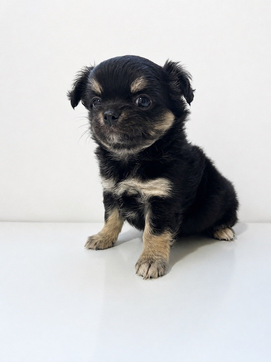Filhote de Chihuahua Fêmea Black and Tan – Pelo Longo | Com Pedigree ALKC  Filhote fêmea da raça Chihuahua, variedade de pelo longo, na linda coloração Black and Tan.  • Fêmea • Pelo longo • Pedigree ALKC • Excelente linhagem • Primeira dose da vacina já aplicada • Saudável, muito bem cuidada e pron - Foto 1