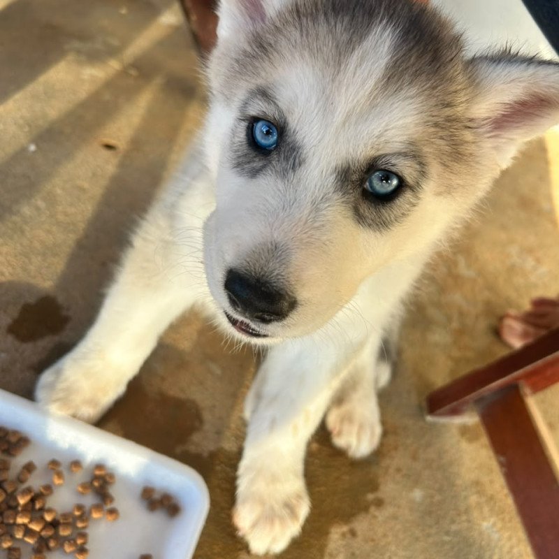 Lindo filhote de Husky Sibiliano puro - Foto 2