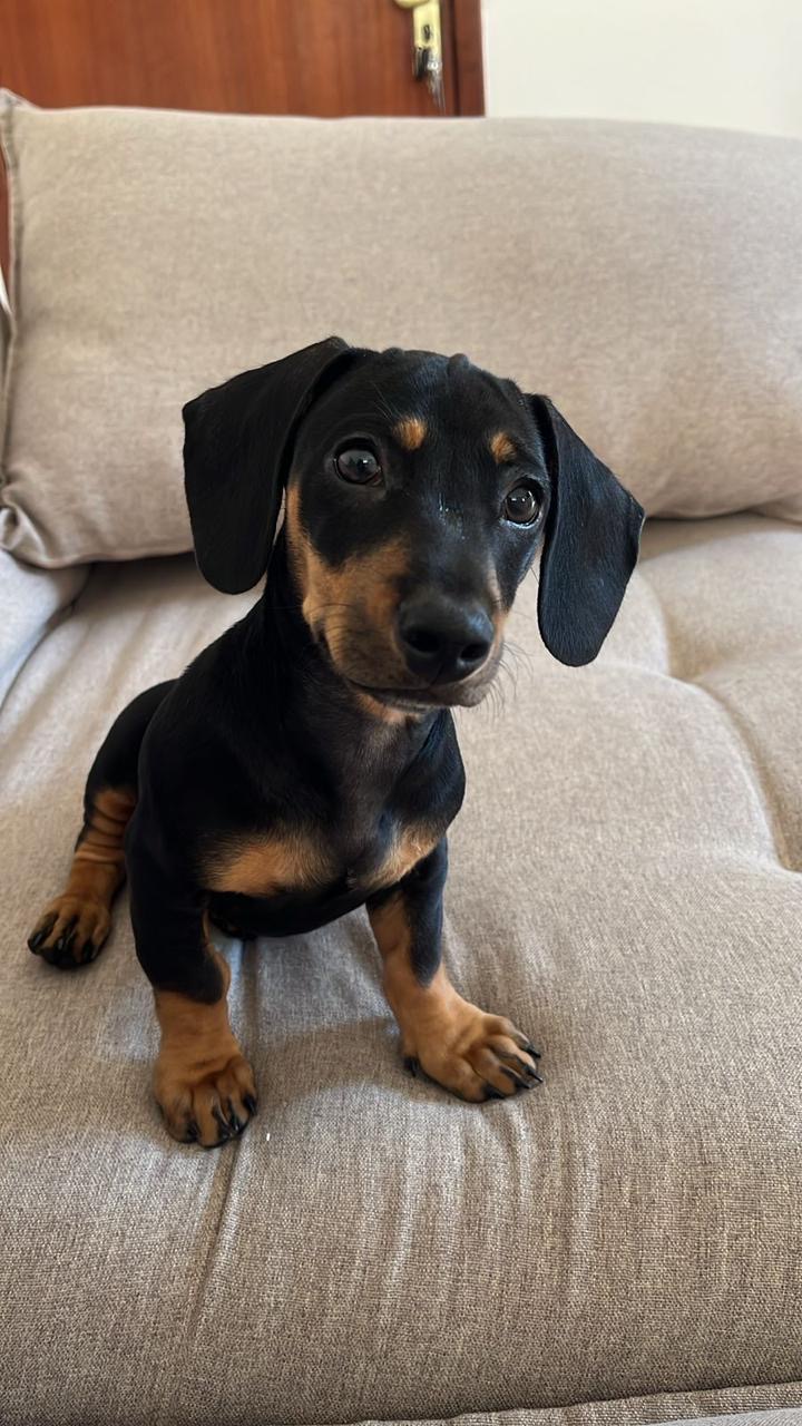 Dashchund  - Foto 2