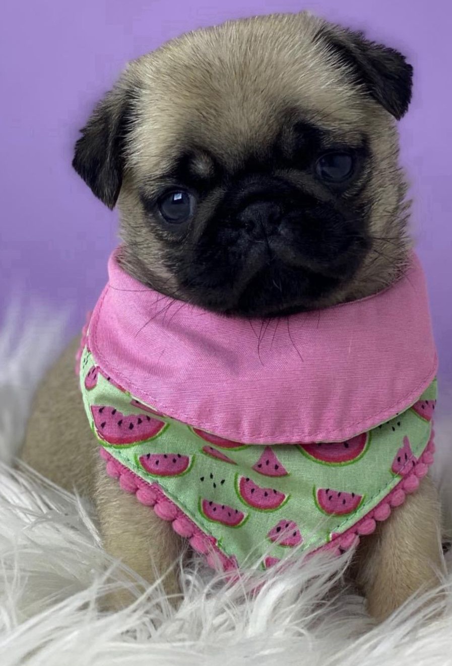 Vendo Filhote Pug com Pedigree - Foto 1