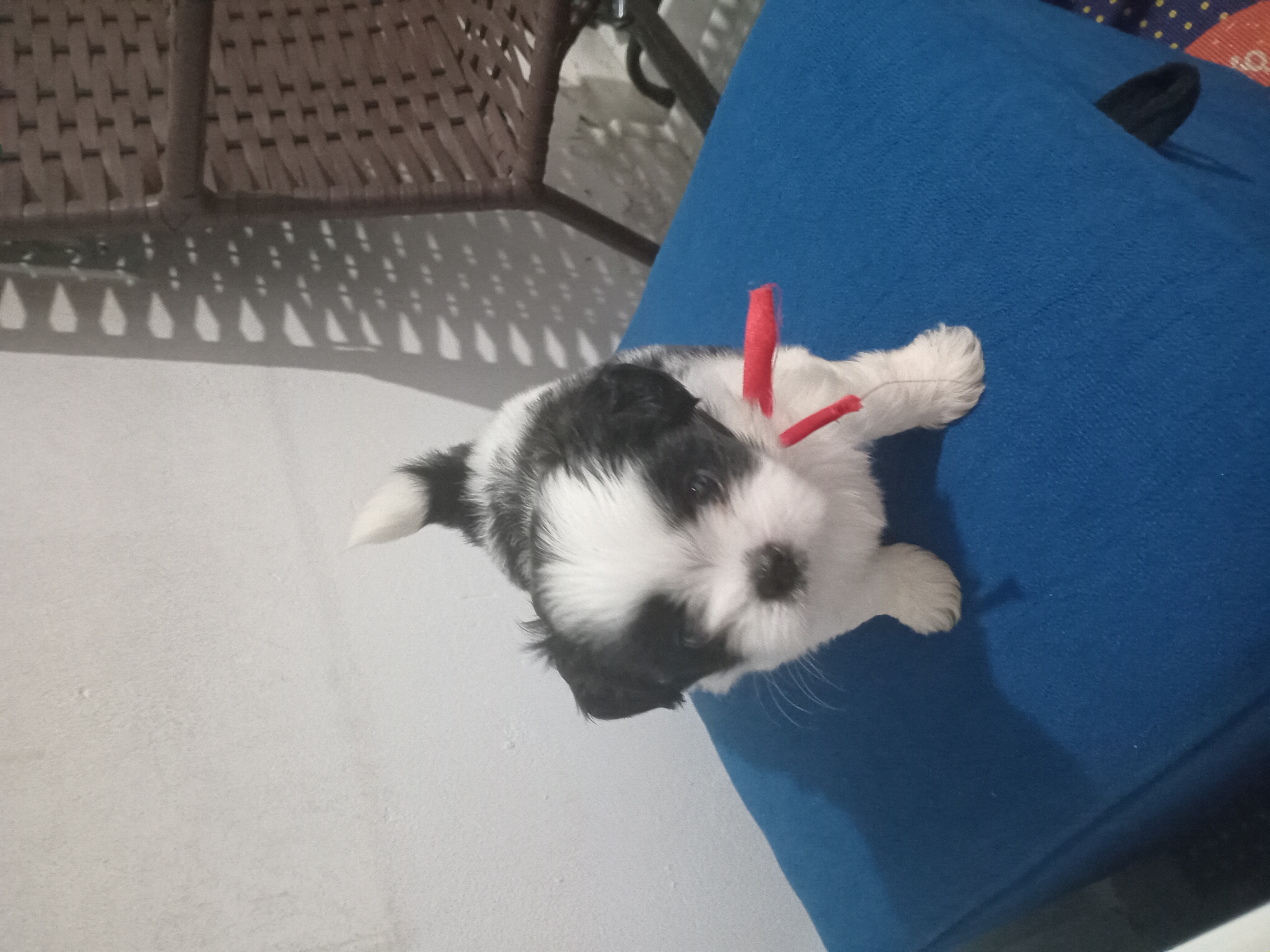 Sílvia  - Foto 1