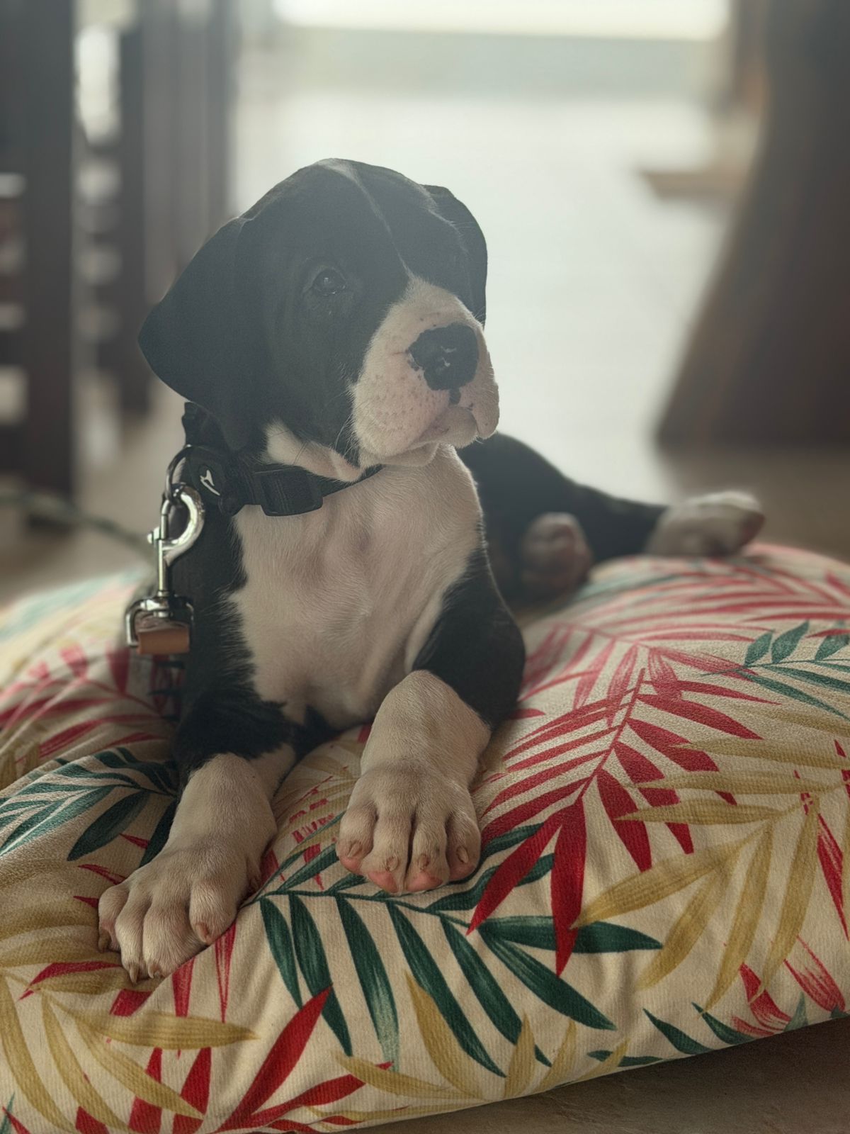 Dogue Alemão - Foto 2