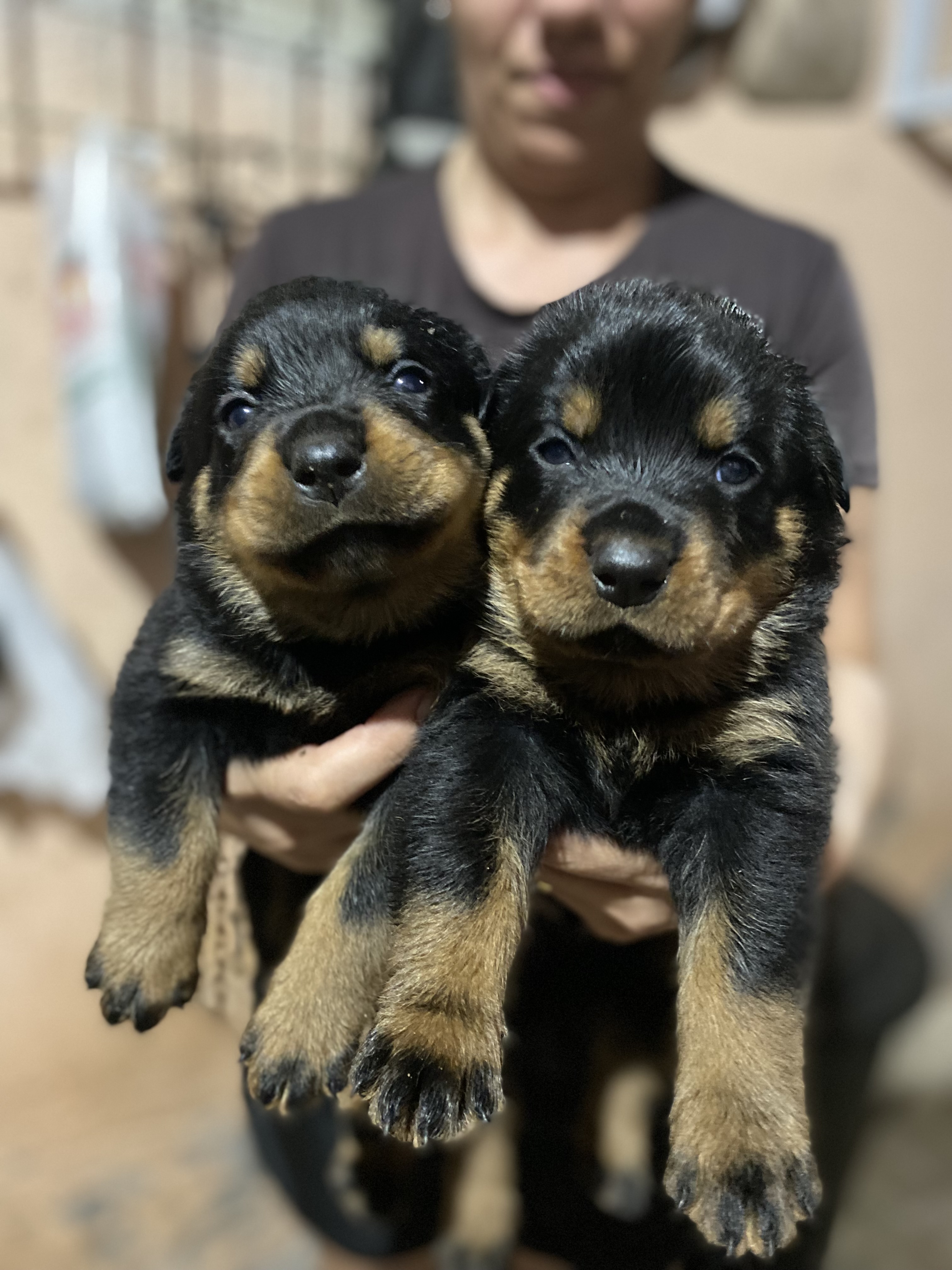 Filhotes Rottweiler  - Foto 1