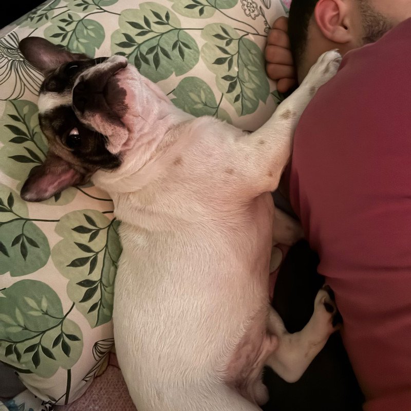Filhote de bulldog francês - Foto 2