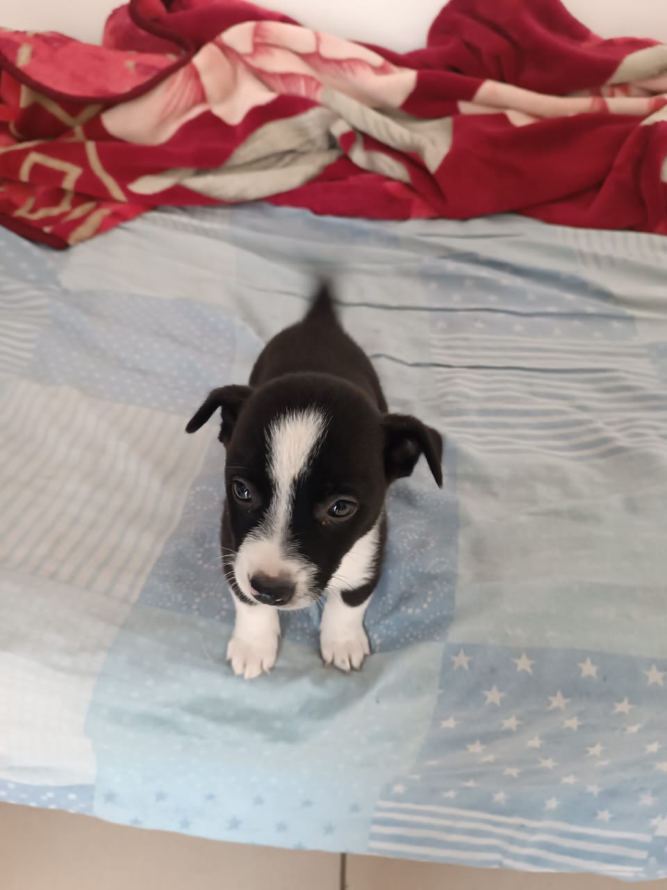 Filhote de border collie - Foto 3