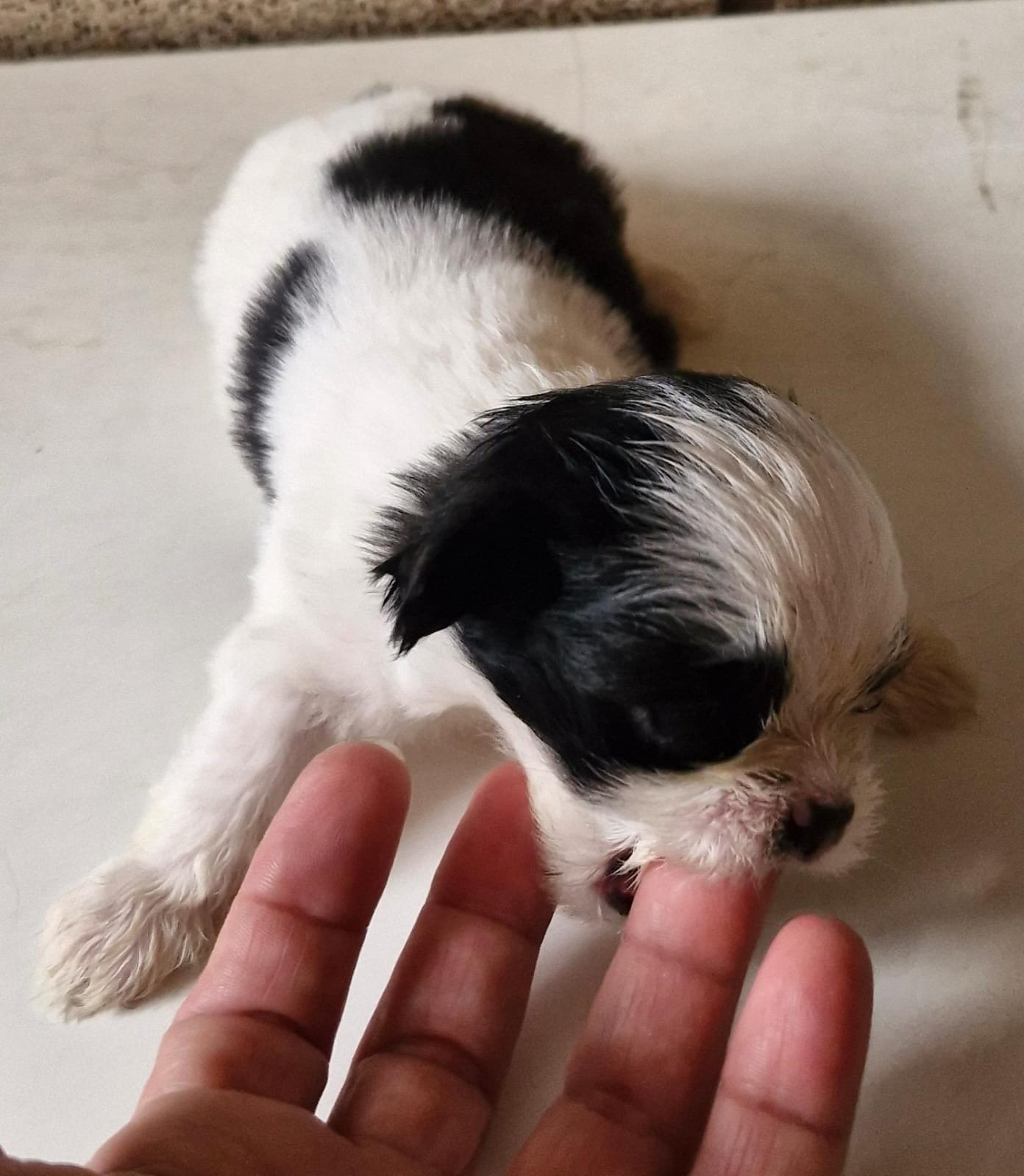 filhote de shih tzu (fêmea)  - Foto 3