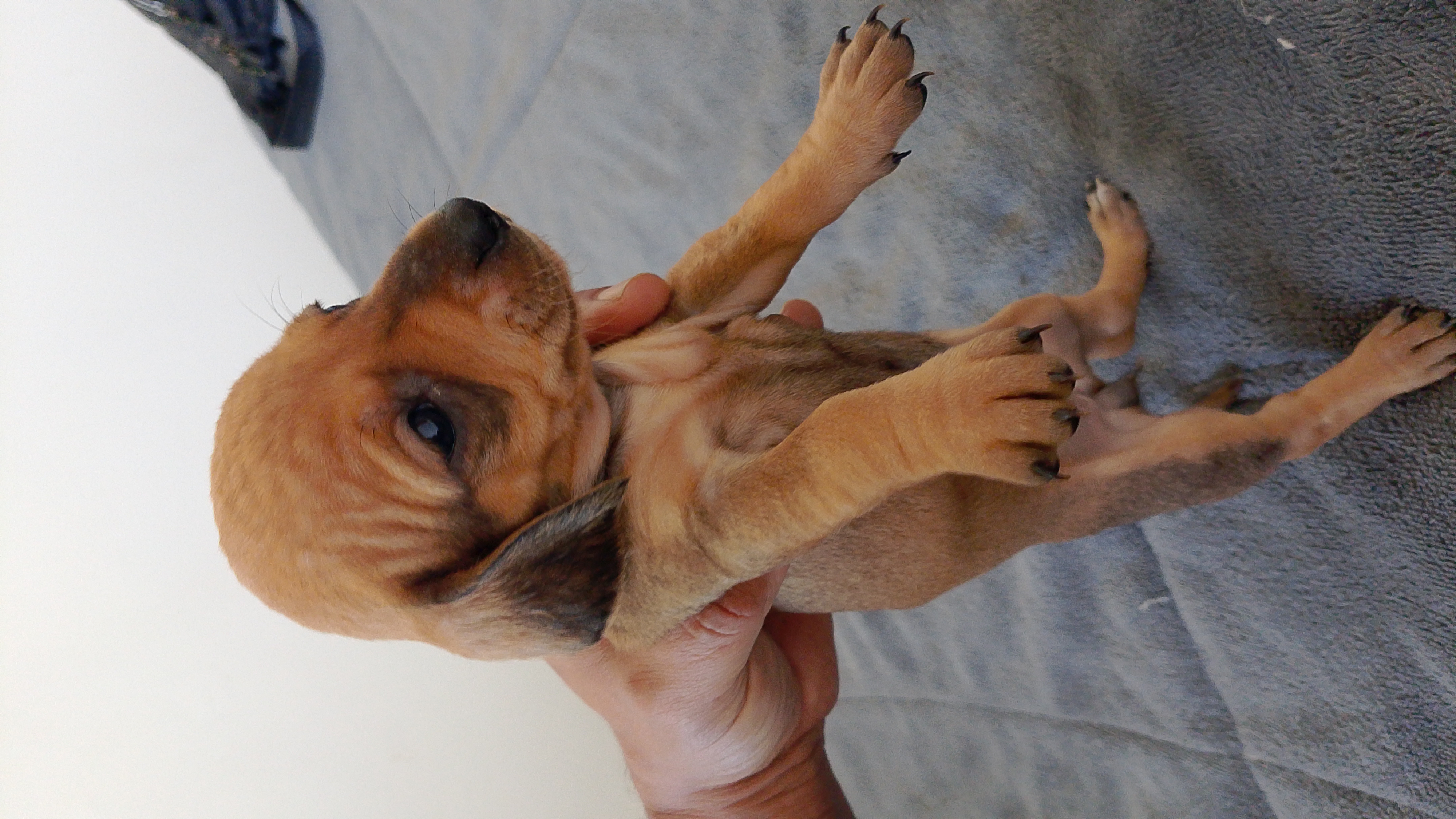 Dachshund filhotes porte pequeno  - Foto 4