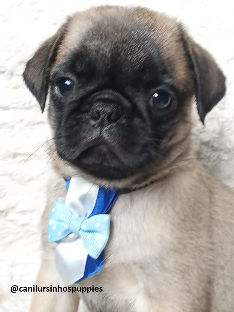 Pug - Foto 1