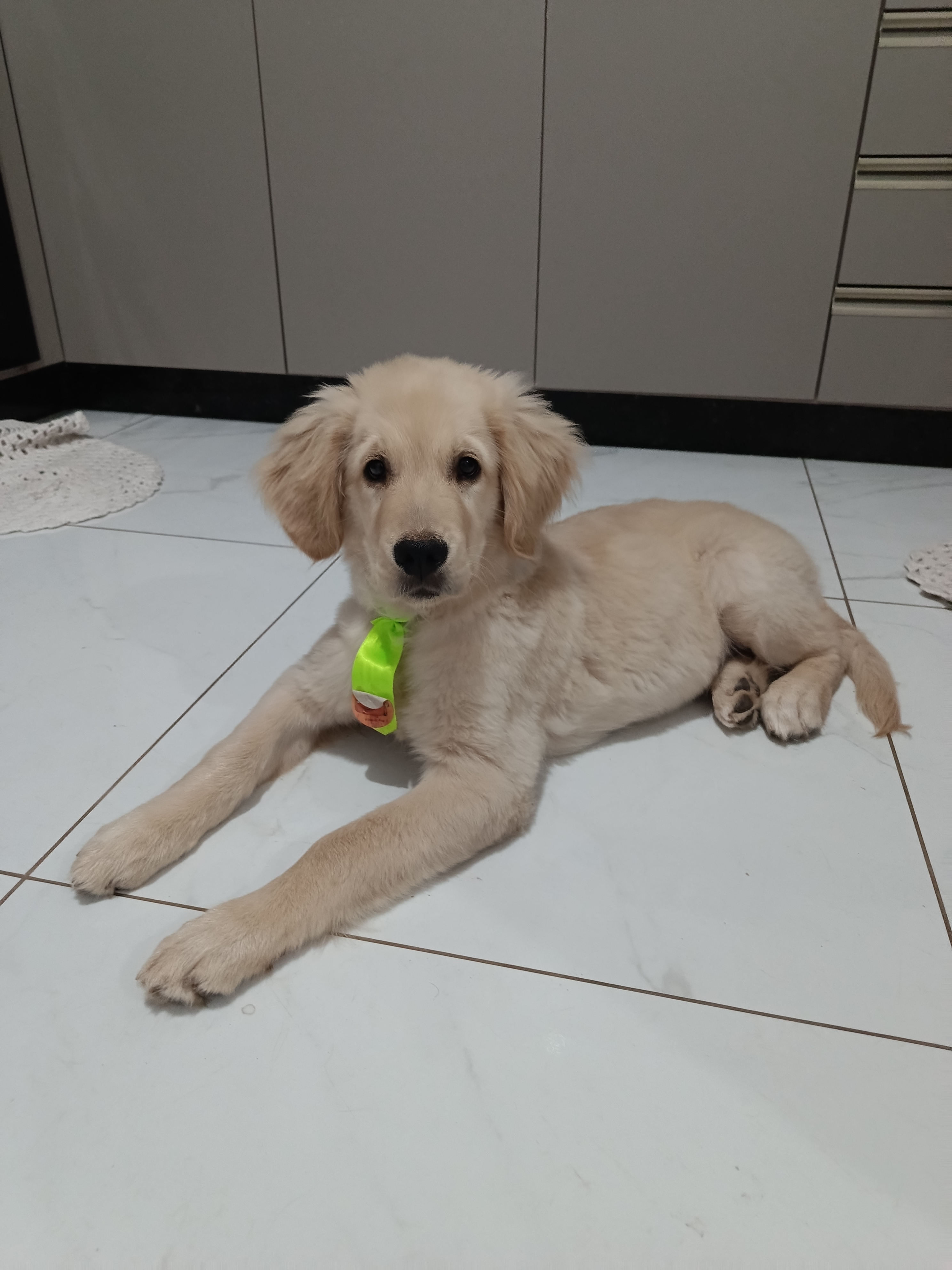 Filhote de Golden Retriever  - Foto 1