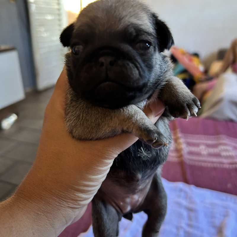 Filhotes de pug - Foto 1