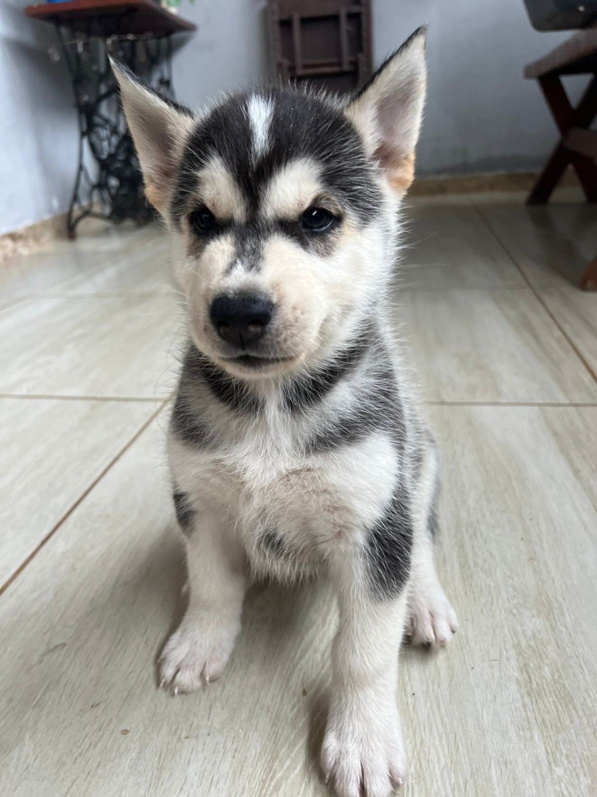 Filhotes husky siberiano - Foto 2