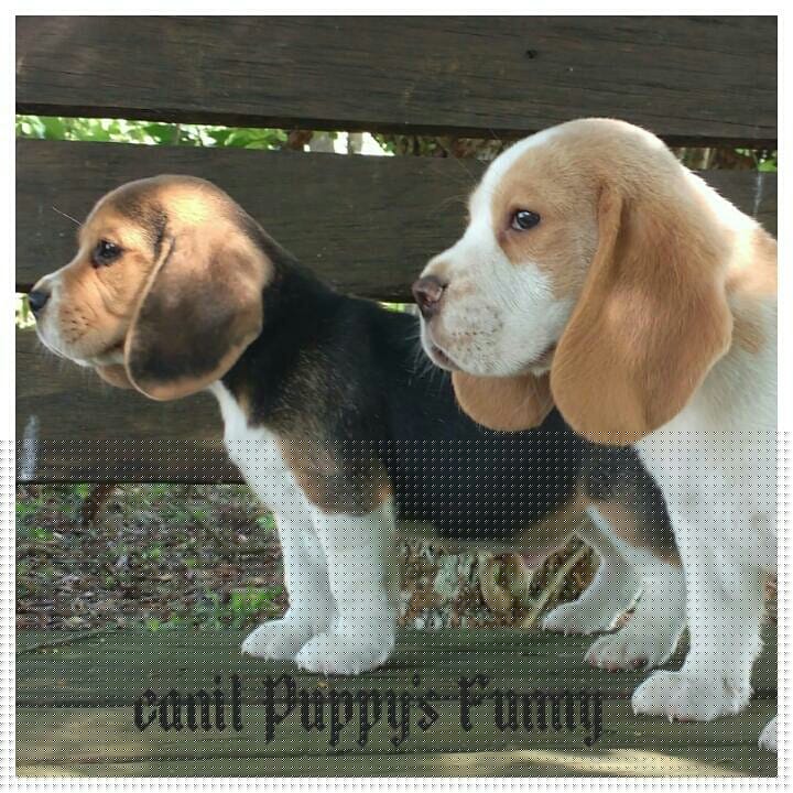 Beagle - Foto 3