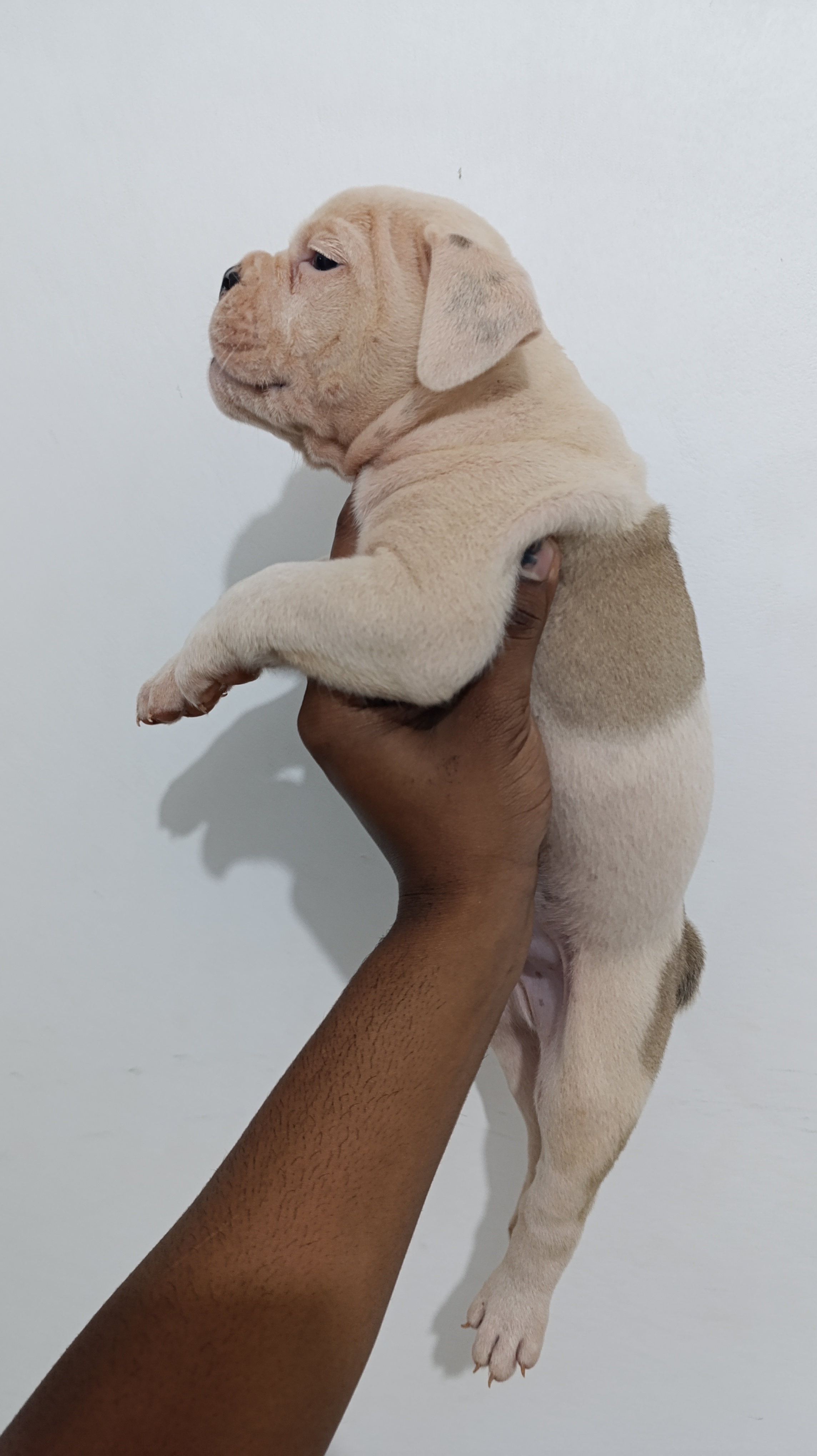 Filhotes de Bulldog Campeiro  - Foto 4