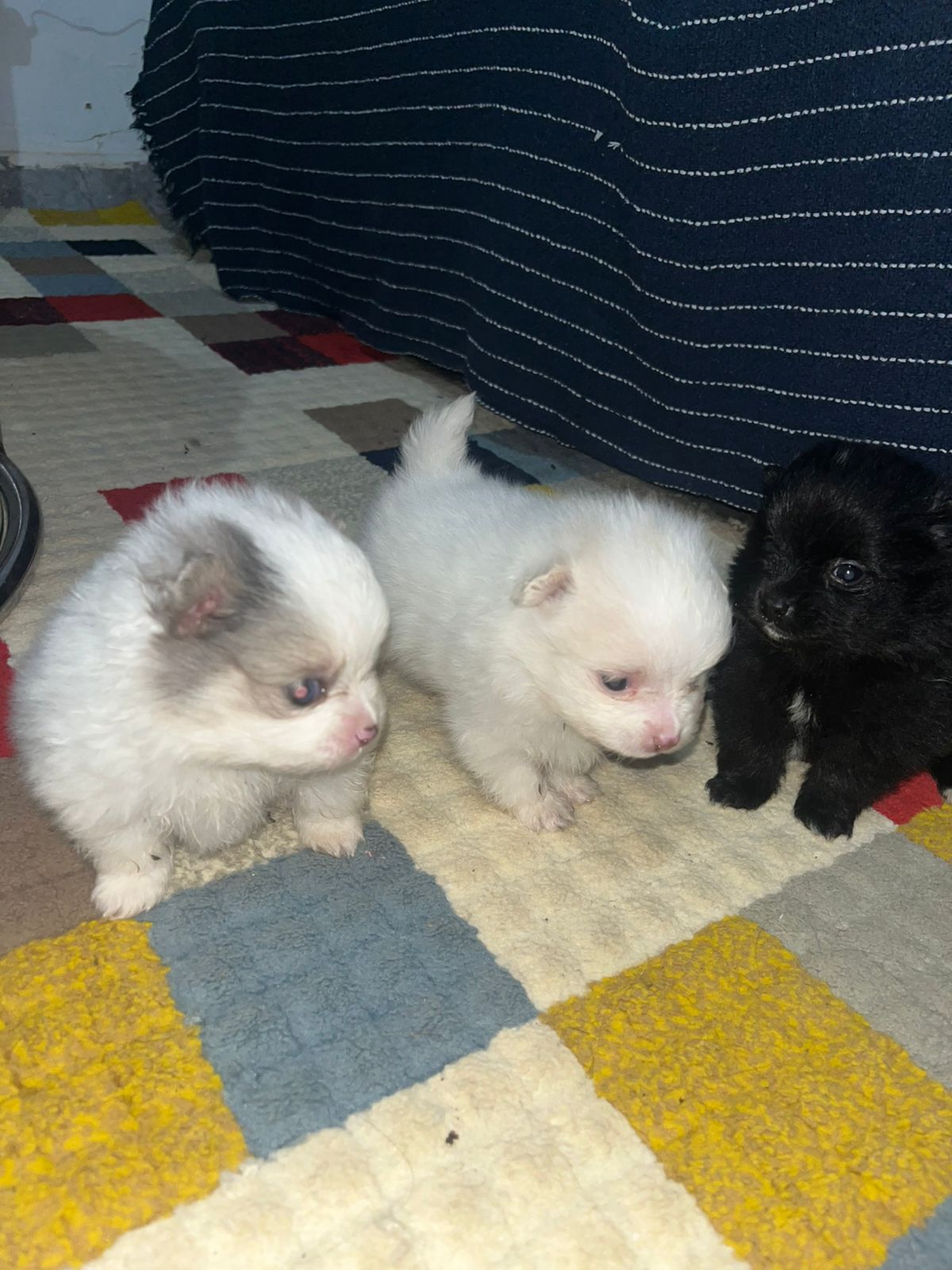 Filhotes de cachorro  - Foto 2
