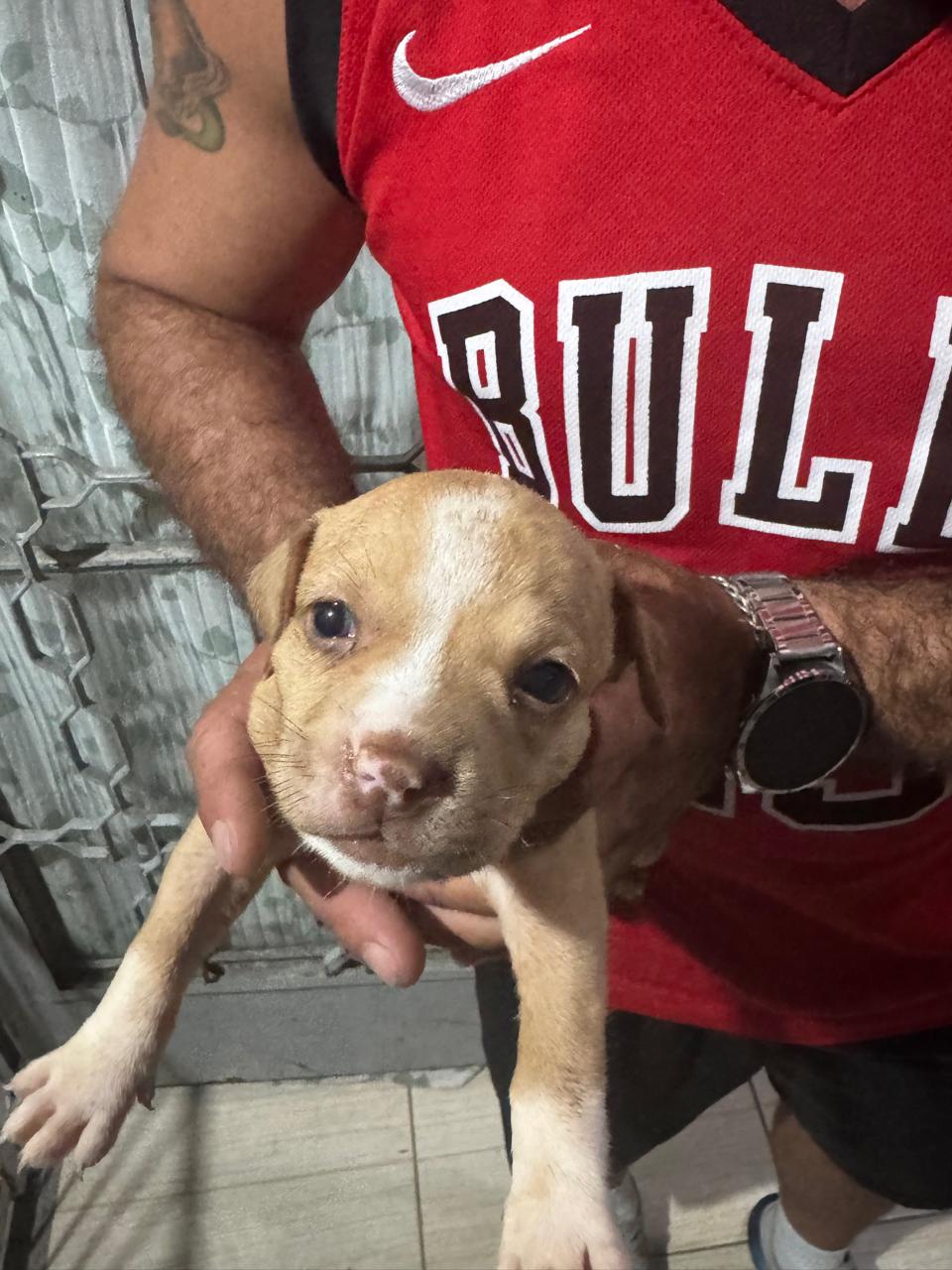 Vendo filhotes de Pitbull mão staffordshire e pai red nose  - Foto 4