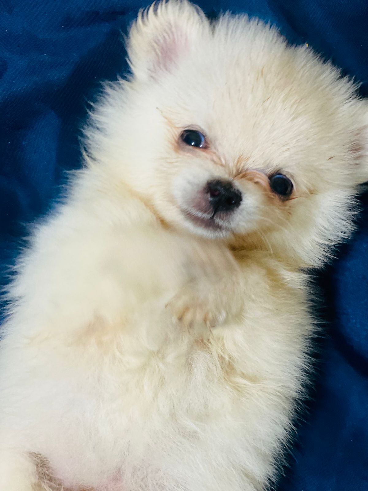 Spitz Alemão - Foto 3