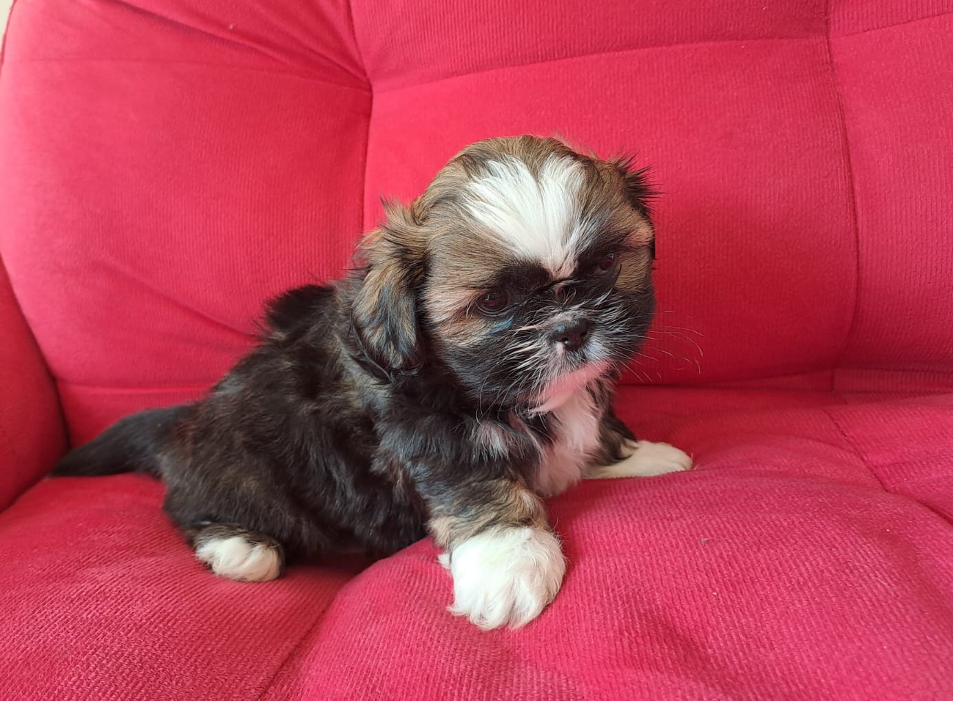 Shih Tzu - Foto 1