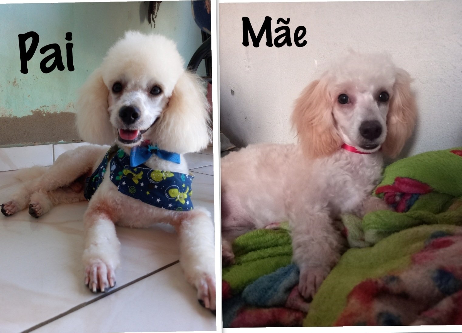 Filhote de Poodle - Foto 3