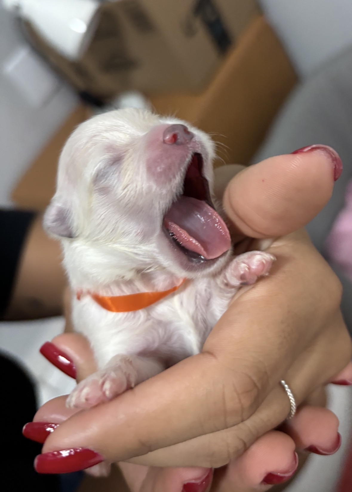 Filhote Fêmea de Spitz Alemão com pedigree - Foto 5