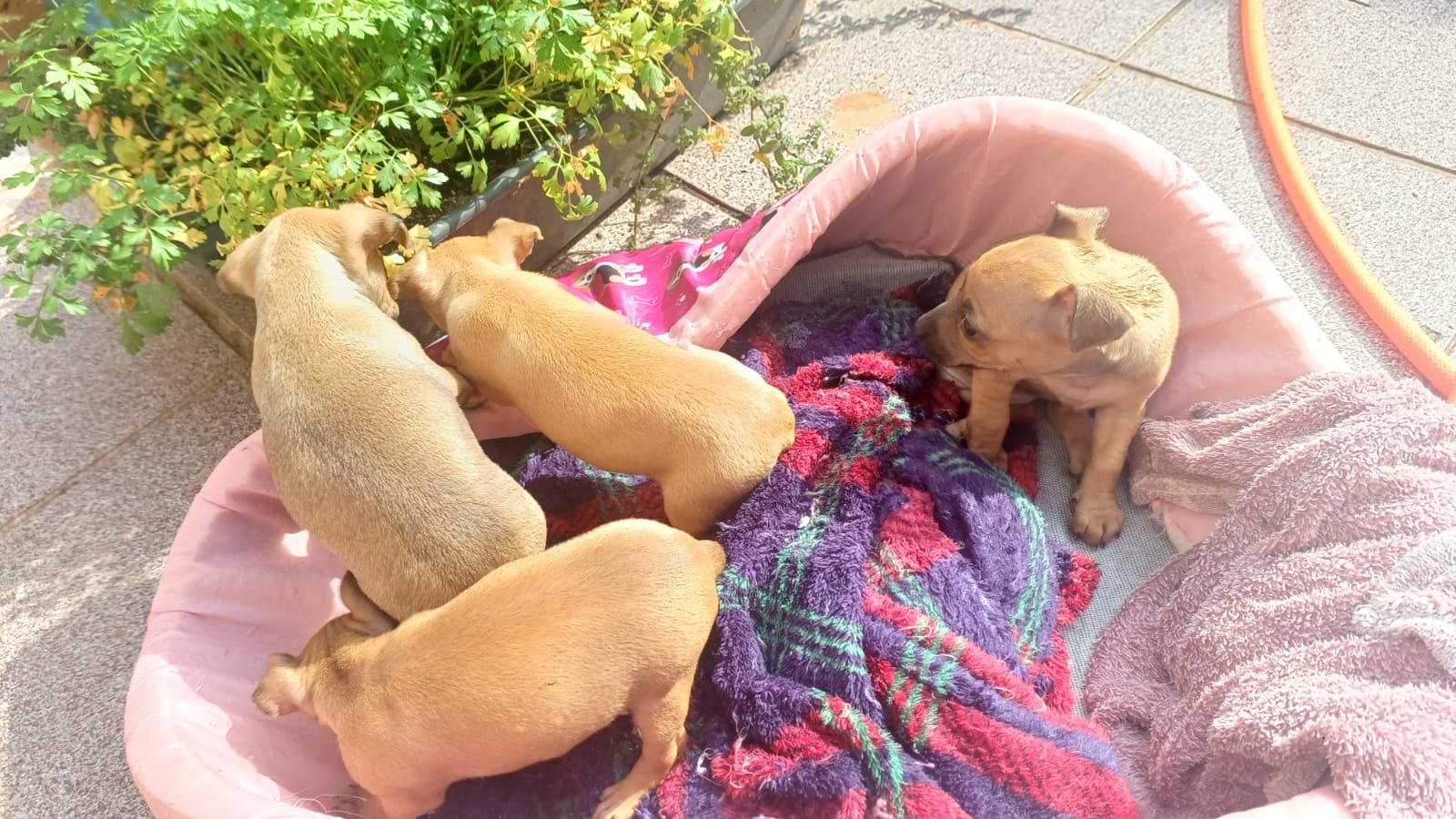 Filhote de pinscher - Foto 2