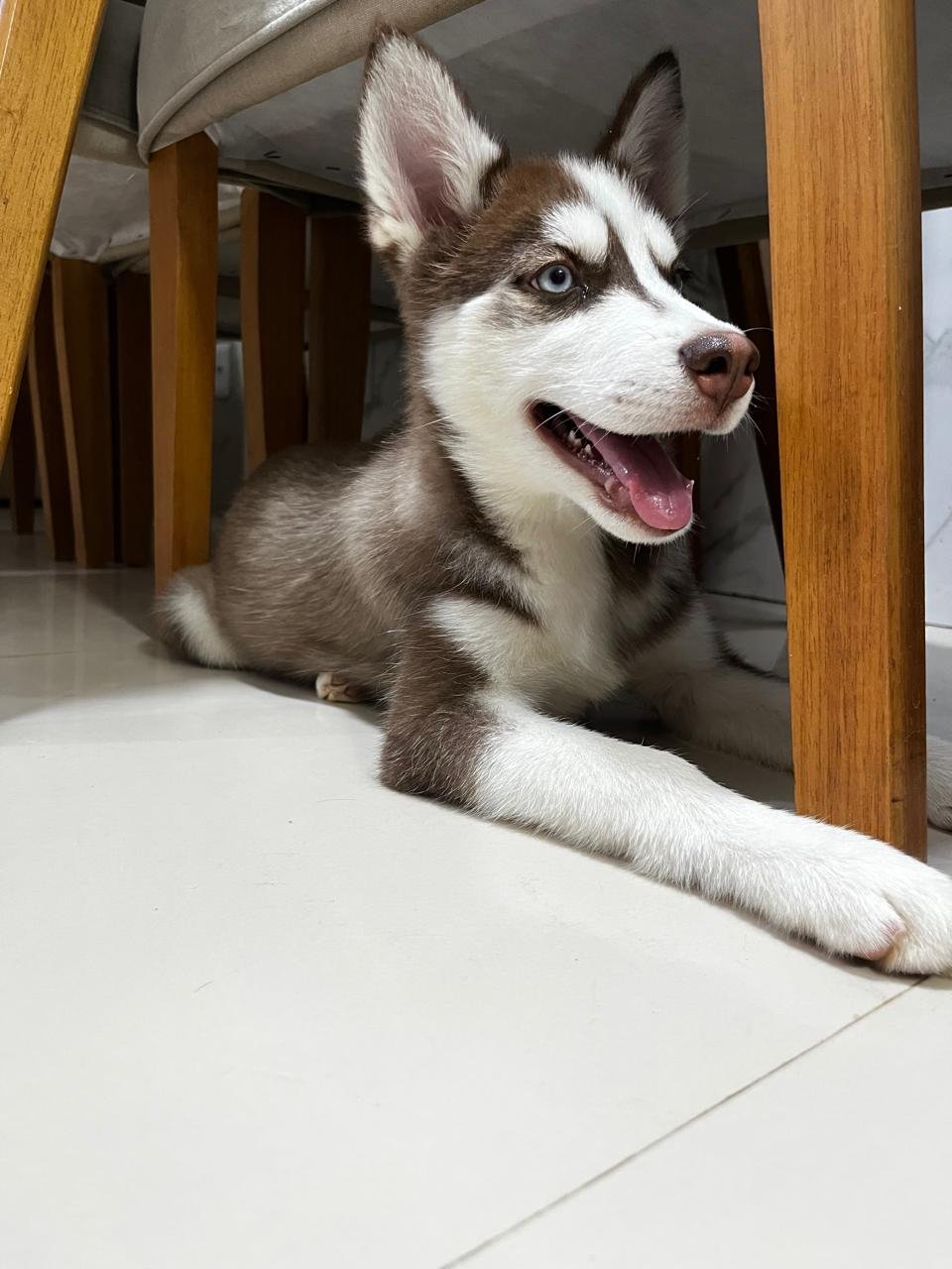 Husky siberiano puro - Foto 1