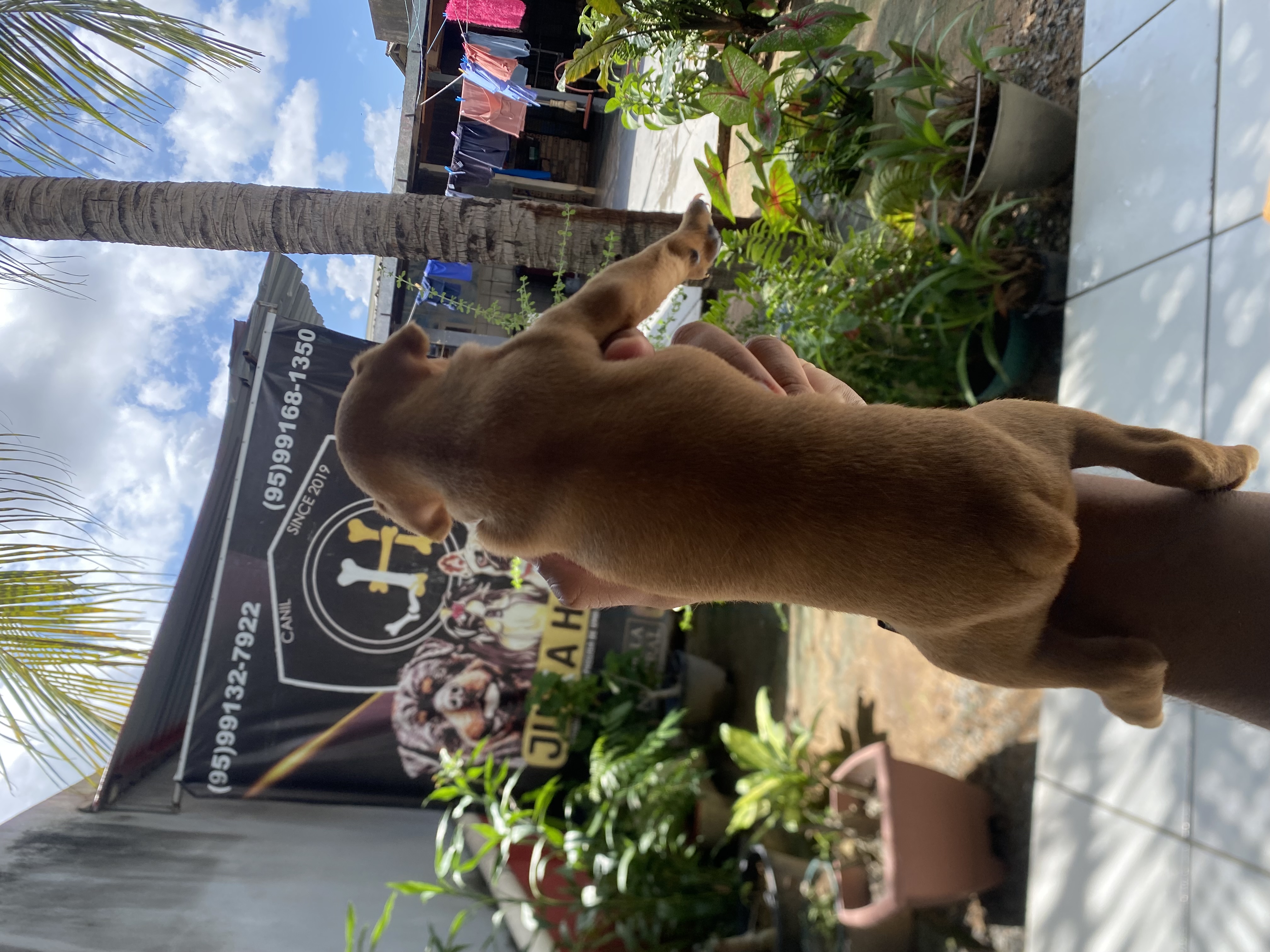 Pinscher macho - Foto 2