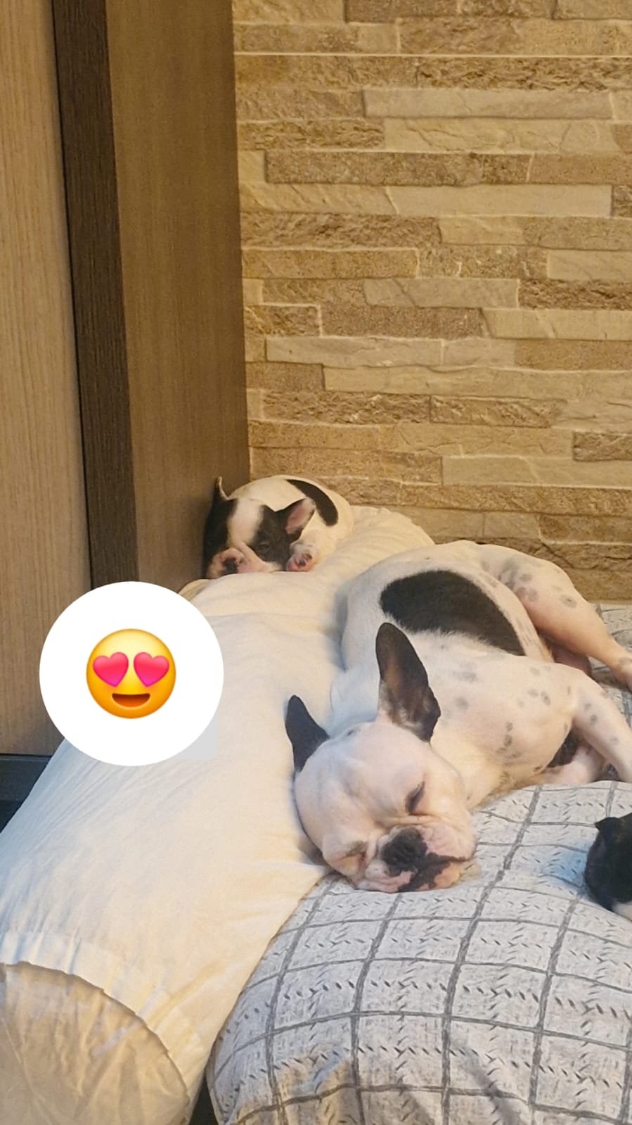 filhotes puros Buldogue Frânces - Foto 2