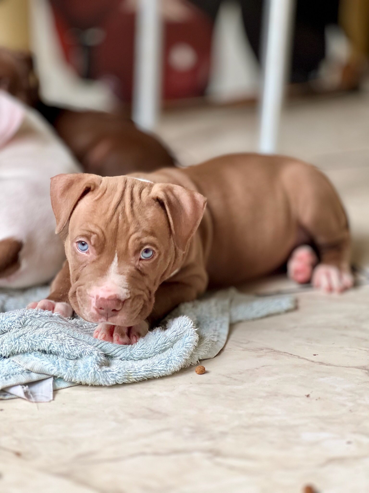 FILHOTES DE PITBULL (RARIDADE) - Foto 1