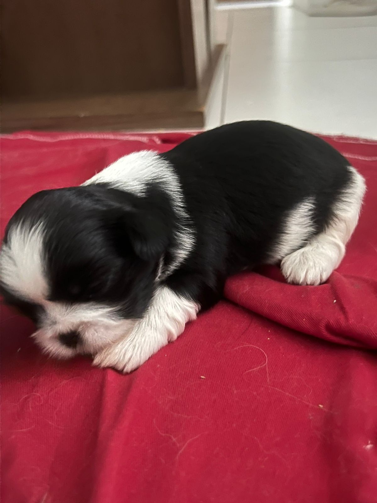 Shih Tzu - Foto 1