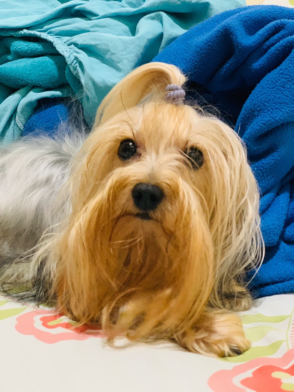Yorkshire Terrier  - Foto 2