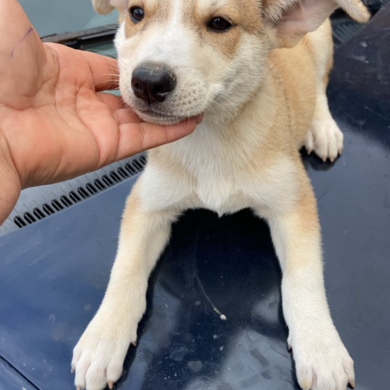 Filhote de cachorro husky 2 meses - Foto 1