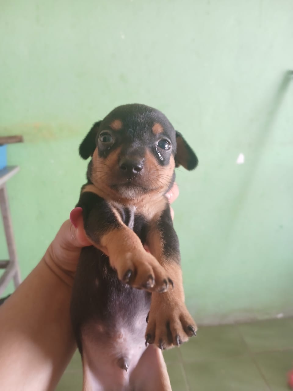 Pinscher  - Foto 1